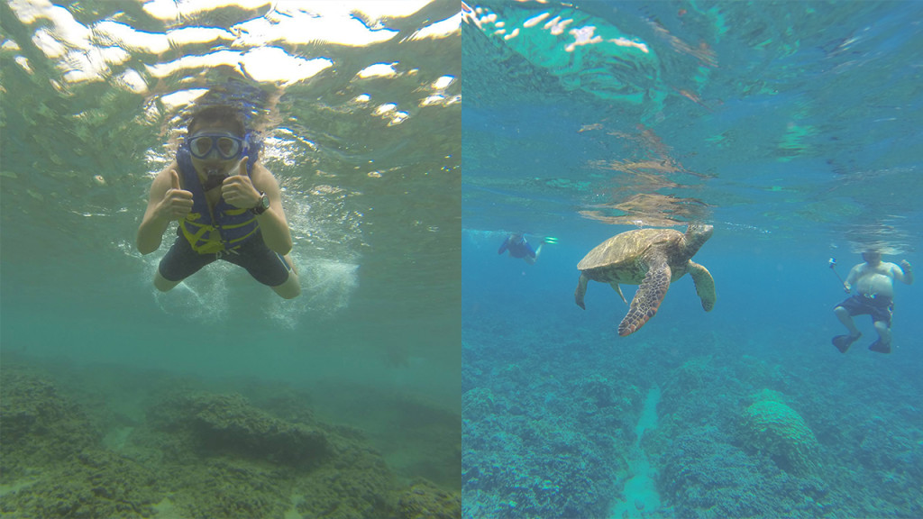 Maui sea turtle snorkel